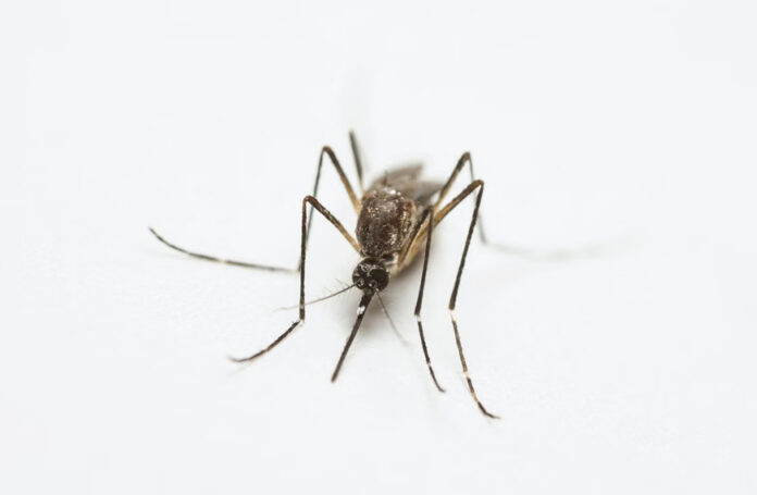 How to Make Your Outdoor Space Mosquito-Resistant Without Ruining Summer