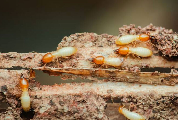 Termites: Understanding Infestations, Damage, Prevention, and Effective Control