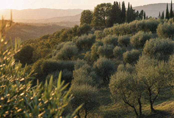Olive Oil Farms and the Agricultural Traditions Behind Extra Virgin Olive Oil