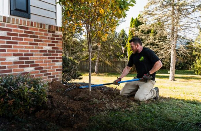 Effective Tree Maintenance Practices for Supporting Healthy Growth and Protecting Outdoor Spaces