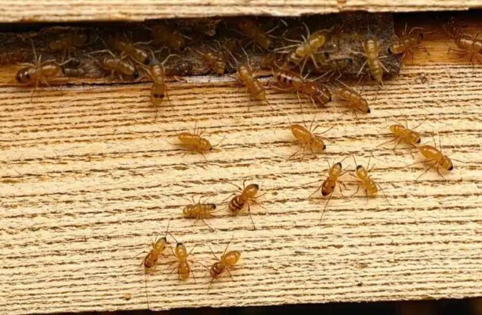 Why Regular Termite Inspections Matter for Property Protection