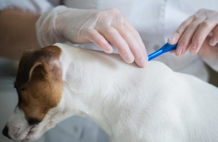 Comprehensive Tips for Maintaining Pet Health, Preventing Parasite Problems, and Creating a Safer Home Environment
