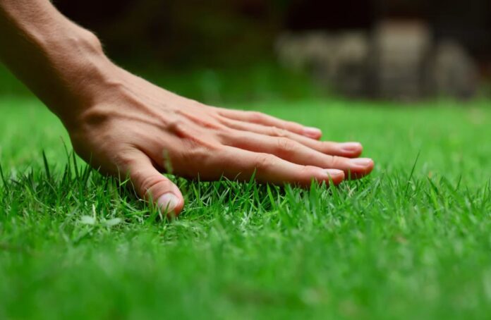 A Complete Guide to Creating a Healthy Lawn with Fresh Sod